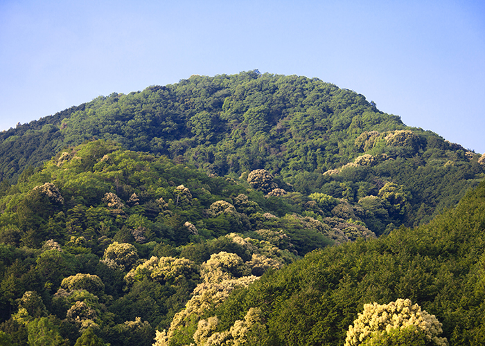 山林も「地元の不動産」に依頼すれば瞬く間に売却！